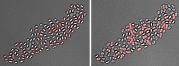 Mikrobiologie: Bakterielle Sporen mit „Gedächtnis“