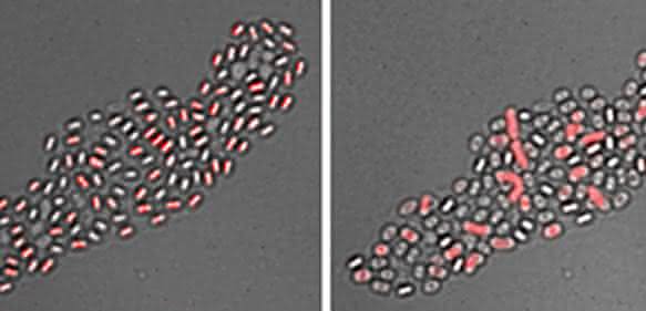 Mikrobiologie: Bakterielle Sporen mit „Gedächtnis“