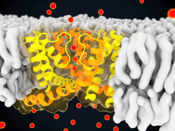Visualisierung eines Schnappschusses aus der Computersimulation des Ionenkanals NaK.