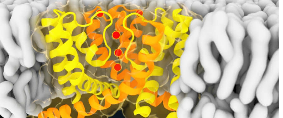 Visualisierung eines Schnappschusses aus der Computersimulation des Ionenkanals NaK.