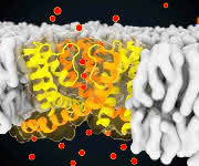 Schnappschuss aus der Computersimulation des Ionenkanals NaK. ... Visualisierung eines Schnappschusses aus der Computersimulation des Ionenkanals NaK.