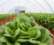 Salat im hydroponischen Anbauverfahren im Forschungsprojekt HypoWave (Bild: HypoWave) Salat im Gewächshaus