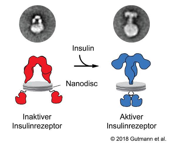 Reorganisation des Rezeptors nach Bindung eines Insulin-Moleküls