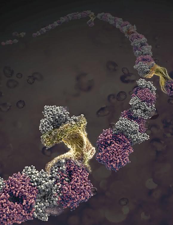 Nanomaterialien: Proteinfasern per Selbstorganisation hergestellt