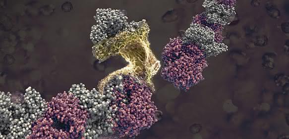 Nanomaterialien: Proteinfasern per Selbstorganisation hergestellt