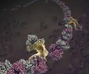 Hybrid-Proteinnanofasern Nanomaterialien: Proteinfasern per Selbstorganisation hergestellt