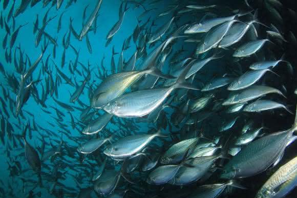 Fischartenbestimmung mit MALDI-TOF-MS: Schnelle, zuverlässige Identifikation über artspezifische Proteinmuster