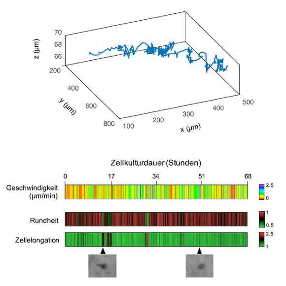 3D-Track sowie Geschwindigkeit und Morphologie