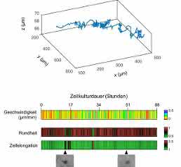 3D-Track sowie Geschwindigkeit und Morphologie