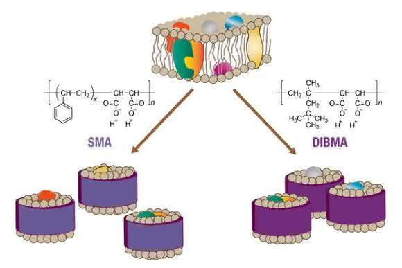 Extraktion von Membranproteinen aus Biomembranen Extraktion von Membranproteinen aus Biomembranen
