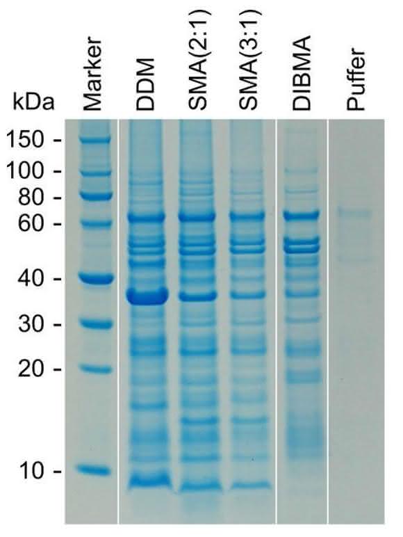 Denaturierende Gelelektrophorese von Escherichia-coli-Membranproteinen