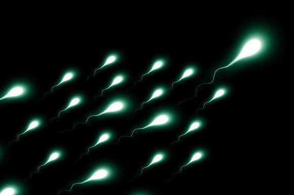 Spermien als Diagnosewerkzeug und Transportmittel für Medikamente nutzen