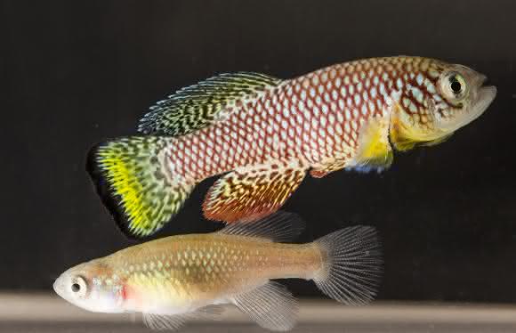 Nothobranchius furzeri