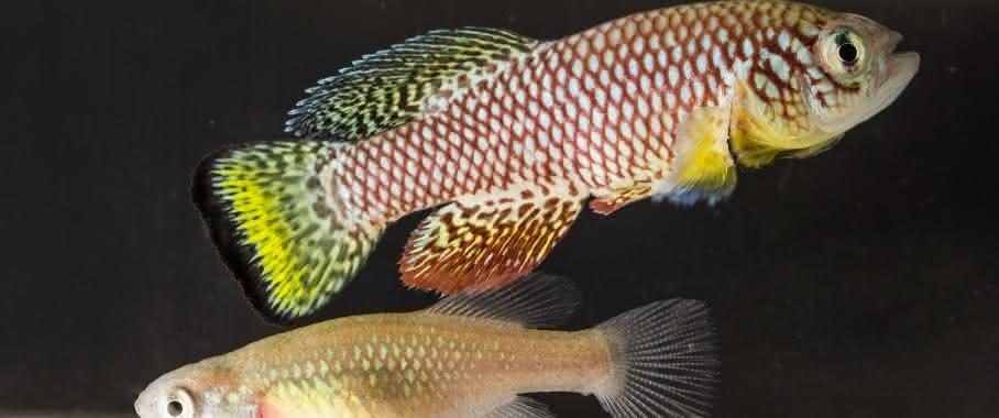 Der kurzlebige Prachtgrundkärpfling der Gattung Nothobranchius furzeri ist ein wichtiger Modellorganismus für Entwicklungs- und Alterungsprozesse in Wirbeltieren. (Bild: Nadine Grimm, Fritz-Lipmann-Institut) Nothobranchius furzeri