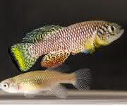 Nothobranchius furzeri