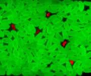 hyperspectral image processing