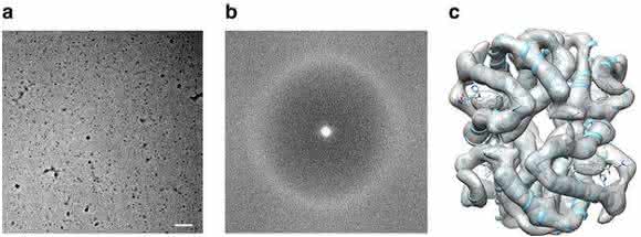 Ernst Ruska Prize 2017: Cryo-EM structure of haemoglobin at 3.2 Å determined with the Volta phase plate