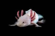 Ambystoma mexicanum