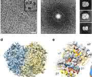 Ernst Ruska Prize 2017: Cryo-EM structure of haemoglobin at 3.2 Å determined with the Volta phase plate
