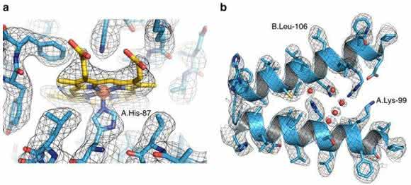 Ernst Ruska Prize 2017: Cryo-EM structure of haemoglobin at 3.2 Å determined with the Volta phase plate
