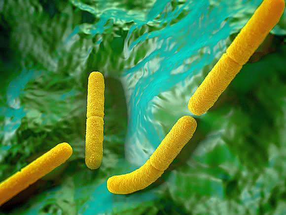 Antibiotika-Resistenzen: Körpereigener Wirkstoff gegen resistente Bakterien