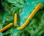Antibiotika-Resistenzen: Körpereigener Wirkstoff gegen resistente Bakterien