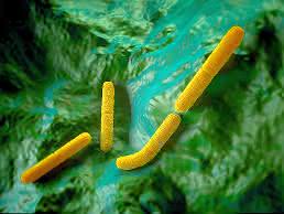 Antibiotika-Resistenzen: Körpereigener Wirkstoff gegen resistente Bakterien