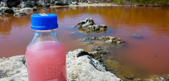 Purpurbakterien Geobiologie: Archaische Bakterienriffe in pinkfarbener Salzlake