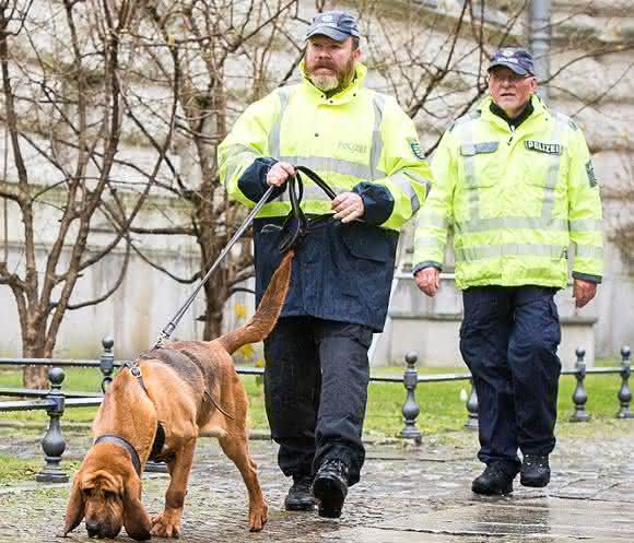 Forensik: Mantrailing – Riechen Hunde DNA?