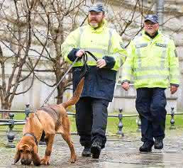 Mantrailer Bloodhound Forensik: Mantrailing – Riechen Hunde DNA?