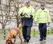 Forensik: Mantrailing – Riechen Hunde DNA?