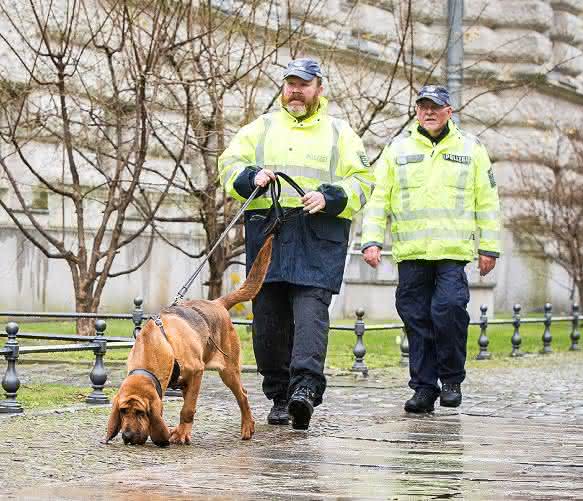 Mantrailer Bloodhound Forensik: Mantrailing – Riechen Hunde DNA?