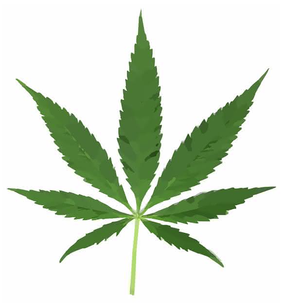 Cannabis-Blatt Cannabinoidsystem: Berauschend lichtempfindlich