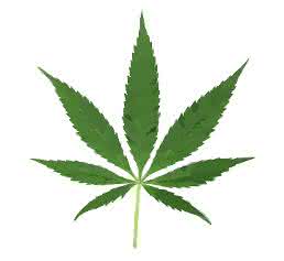 Cannabis-Blatt Cannabinoidsystem: Berauschend lichtempfindlich