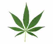 Cannabis-Blatt Cannabinoidsystem: Berauschend lichtempfindlich