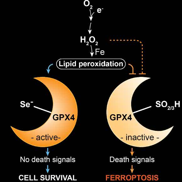 Zusammengefasste Ergebnisse grafisch dargestellt: Ferroptosis