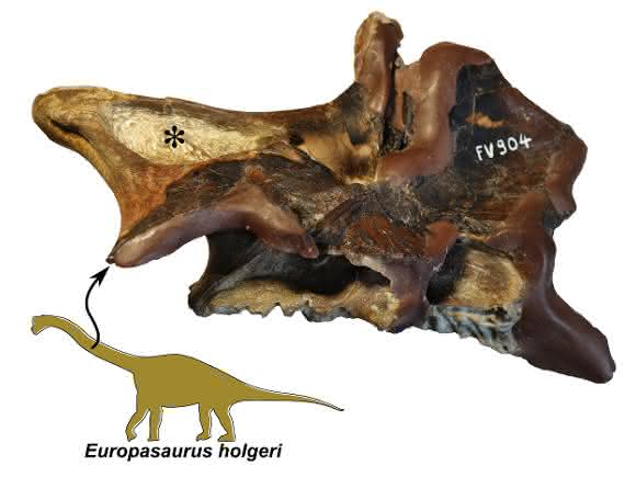 Teil eines Halswirbels des Zwergsauropoden Europasaurus mit tiefen Höhlen