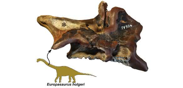 Teil eines Halswirbels des Zwergsauropoden Europasaurus mit tiefen Höhlen