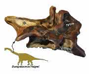 Teil eines Halswirbels des Zwergsauropoden Europasaurus mit tiefen Höhlen (Stern), die vermutlich durch Luftsäcke verursacht wurden. ... Teil eines Halswirbels des Zwergsauropoden Europasaurus mit tiefen Höhlen