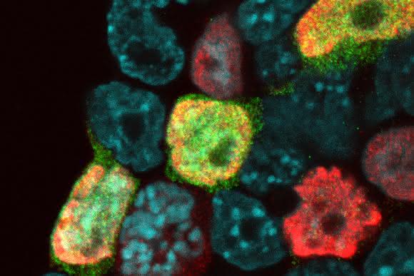 Fluoreszenzbild muriner embryonaler Stammzellen