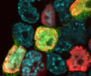 Fluoreszenzbild muriner embryonaler Stammzellen