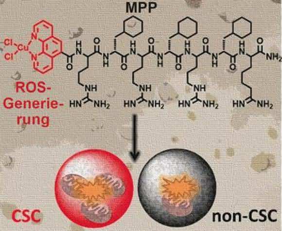Schematische Darstellung der Wirkweise des Metallopeptids im Mitochondrium