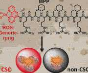 Schematische Darstellung der Wirkweise des Metallopeptids im Mitochondrium