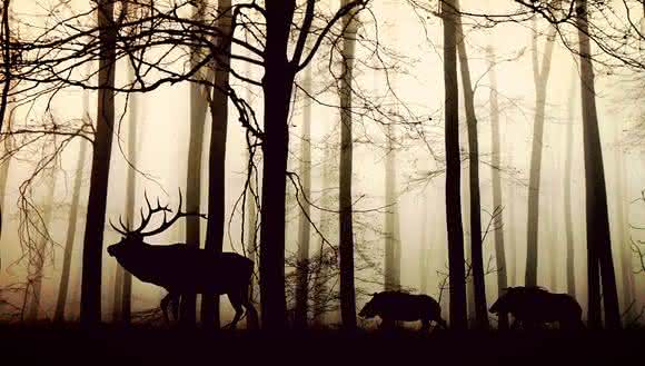 Hepatitis E kann über Wild- und Schweinefleisch übertragen werden. (Bild: Pixabay, cocoparisienne) Hirsch und Wildschweine