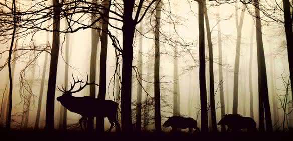 Hirsch und Wildschweine