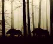 Hepatitis E kann über Wild- und Schweinefleisch übertragen werden. (Bild: Pixabay, cocoparisienne) Hirsch und Wildschweine