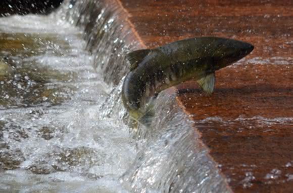 Lachsfisch im Wasser