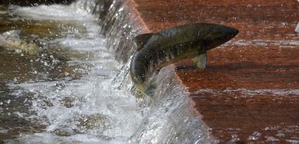 Lachsfisch im Wasser