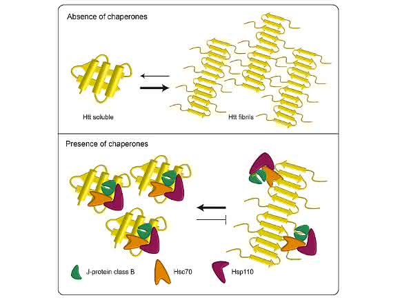 Chaperone Molekulare Chaperone: Helfer gegen Chorea Huntington