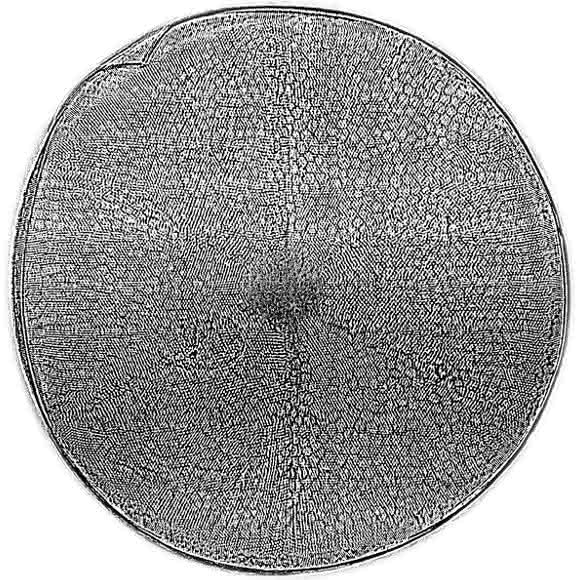 Röntgenhologramm (Ausschnitt) einer Schale der Kieselalge Actinoptychus senarius mit einem Durchmesser von nur 0,1 Millimetern.